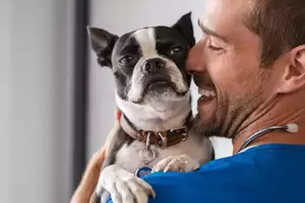 Pet dogs